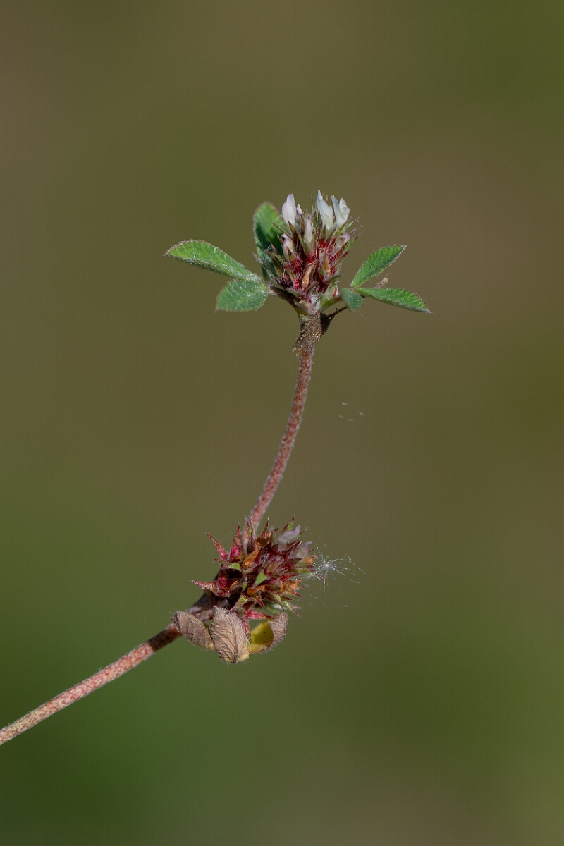 David Plant Photography - Wildlife Photography - Rough clover - O.jpg - Rough clover - Norfolk