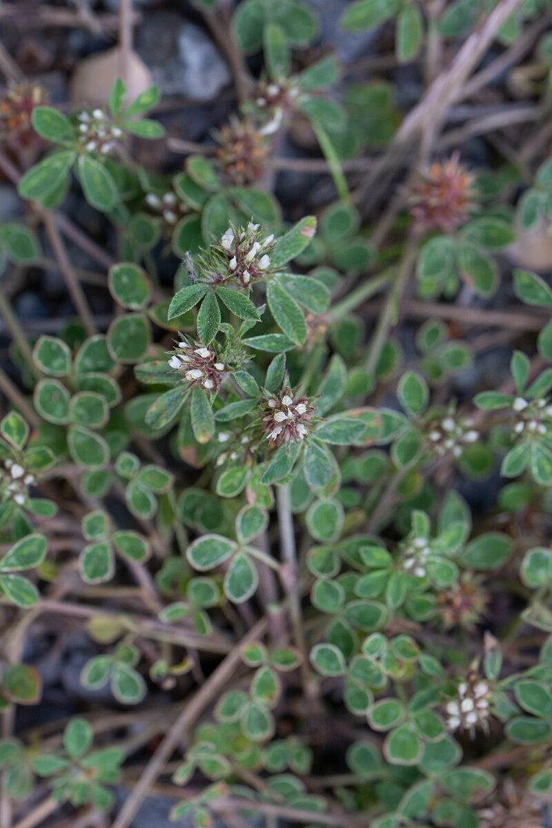David Plant Photography - Wildlife Photography - Rough clover - P.jpg - Rough clover, plant - Norfolk