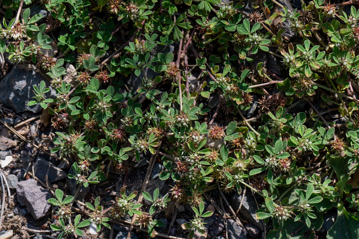 David Plant Photography - Wildlife Photography - Rough clover - S.jpg - Rough clover, plant - Norfolk