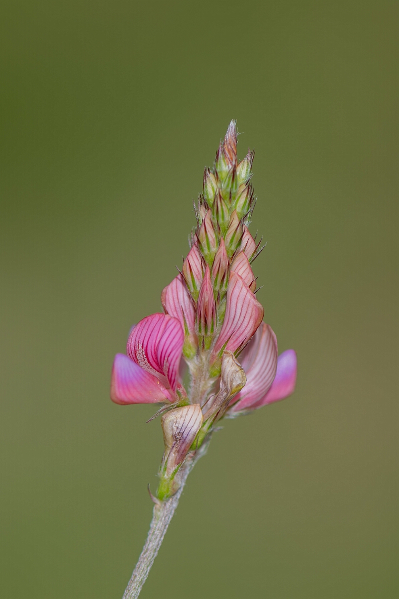 David Plant Photography - Wildlife Photography - Sainfoin - E.jpg - Sainfoin, Onobrychis viciifolia, flower head - Wiltshire