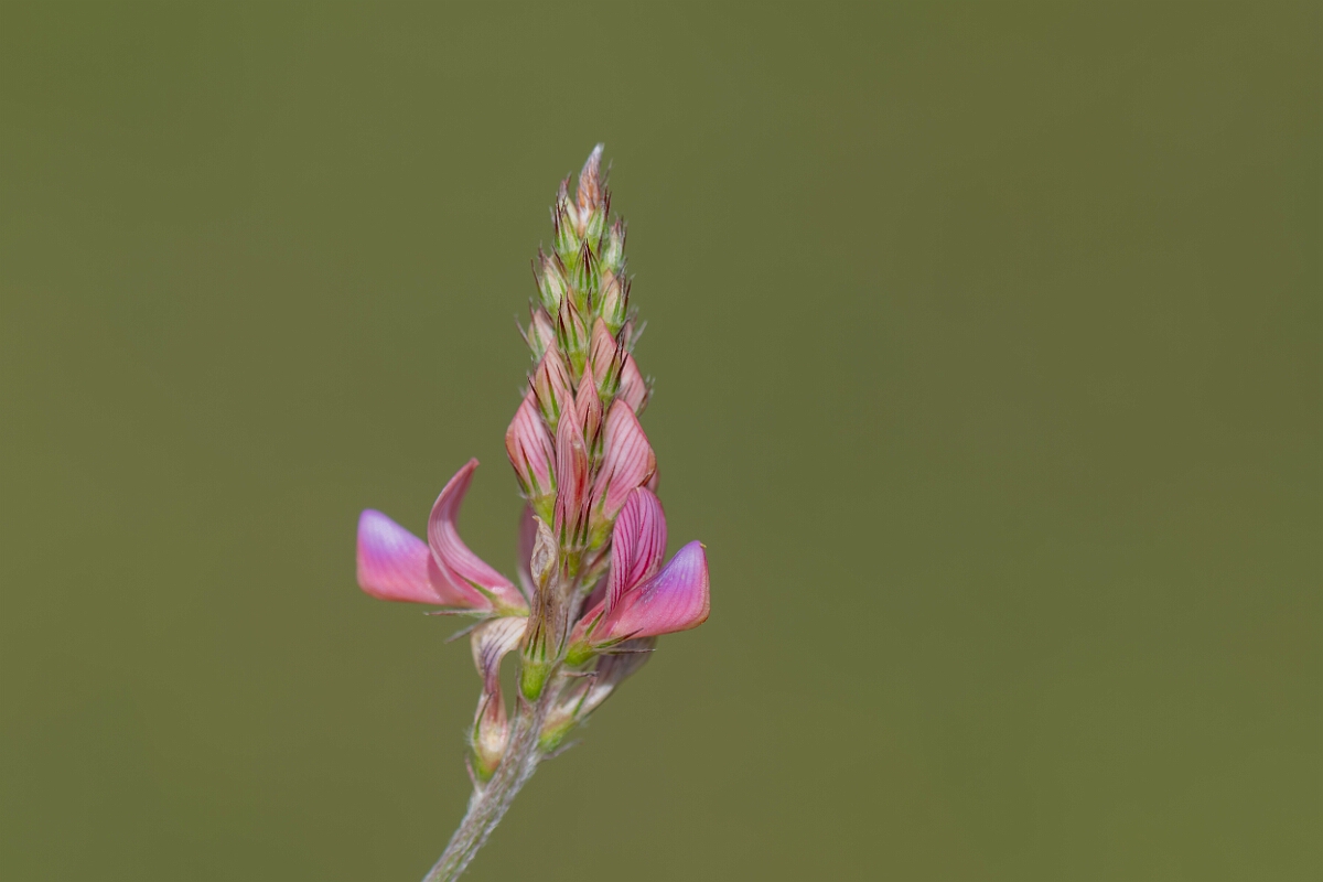 David Plant Photography - Wildlife Photography - Sainfoin - F.jpg - Sainfoin, Onobrychis viciifolia, flower head - Wiltshire