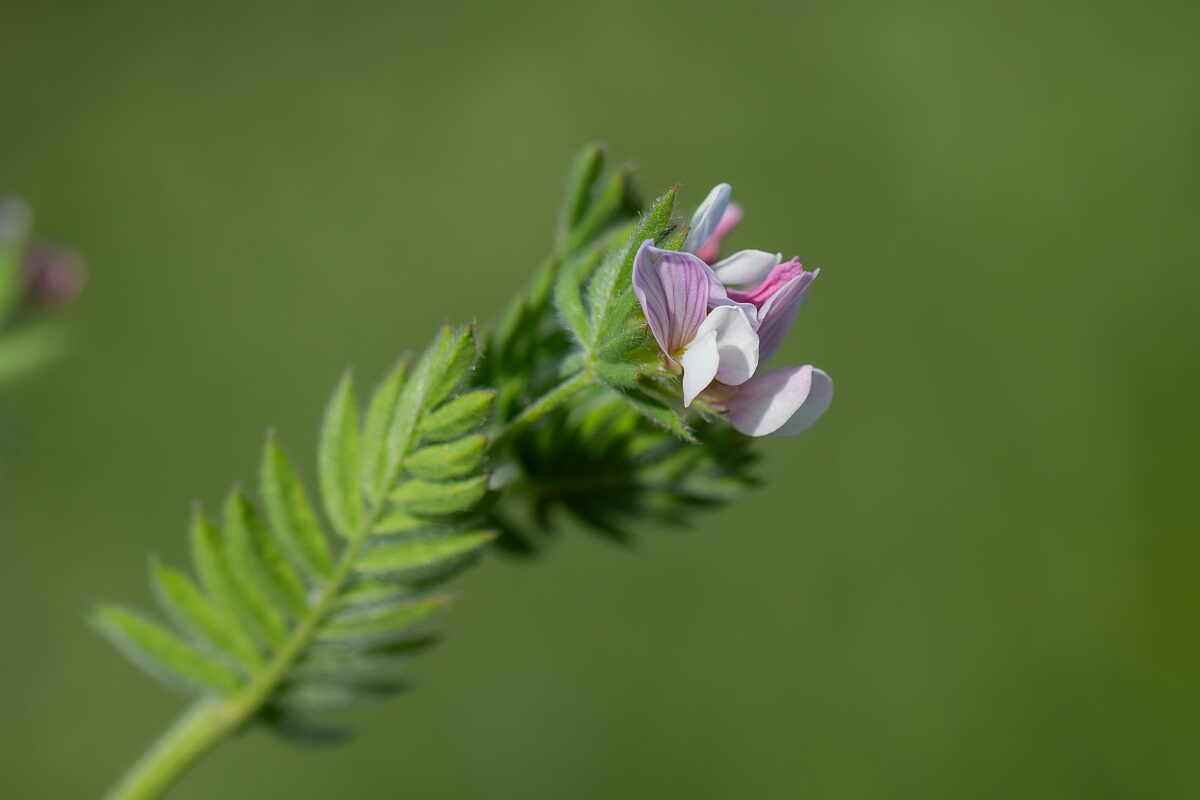 David Plant Photography - Wildlife Photography - Serradella - C.jpg - Serradella, Ornithopus sativus, flower head - Norfolk