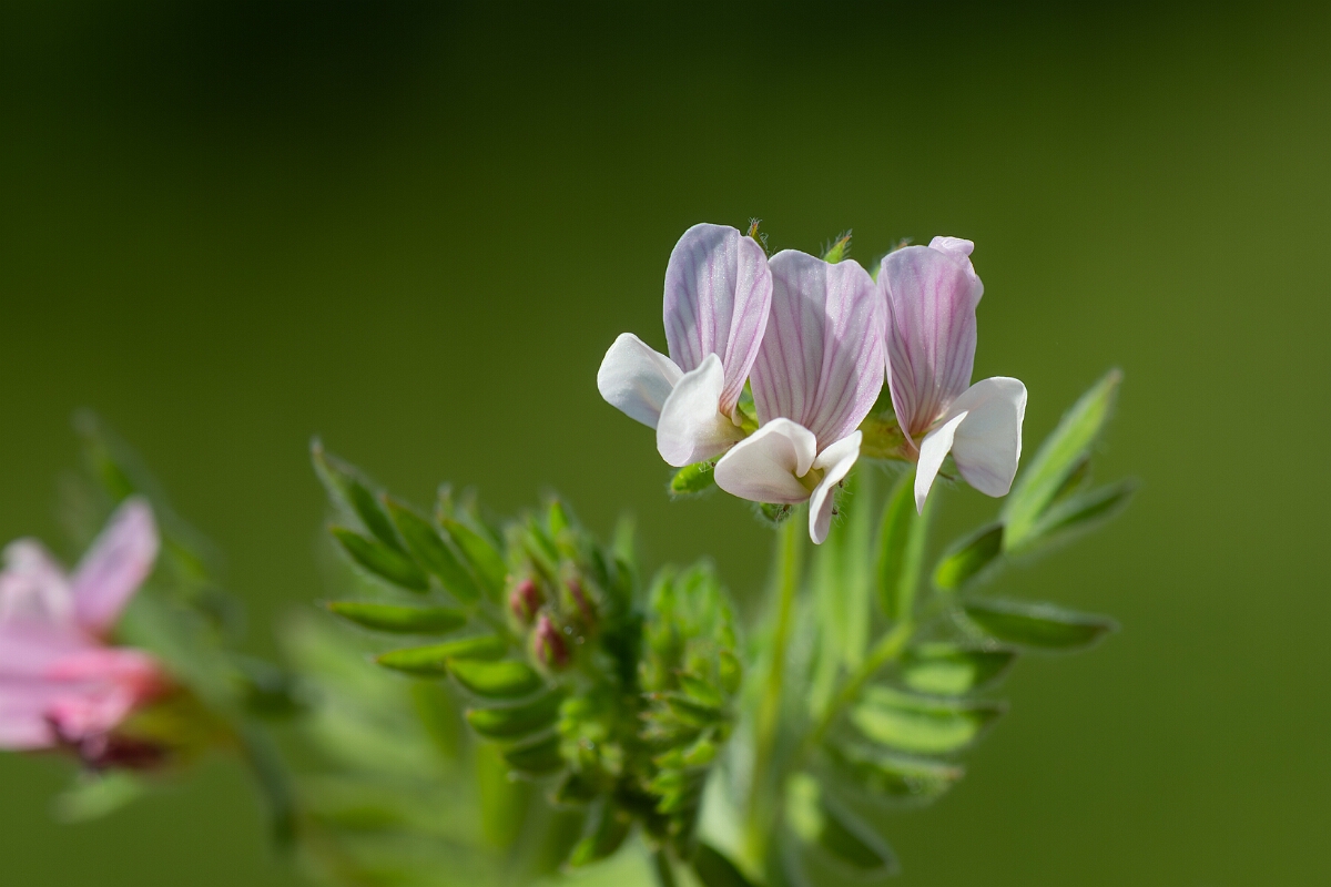 David Plant Photography - Wildlife Photography - Serradella - D.jpg - Serradella, Ornithopus sativus, flowers - Norfolk