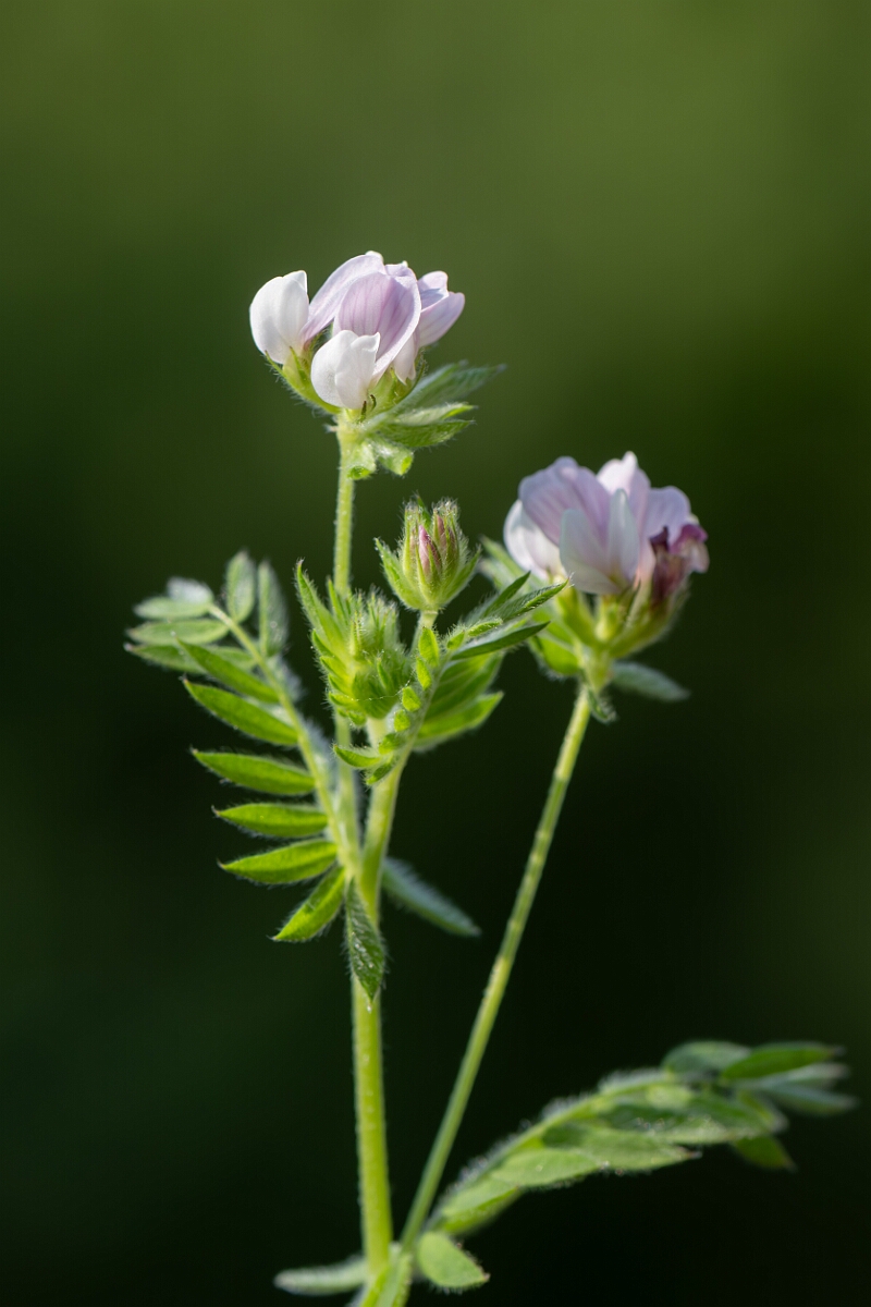 David Plant Photography - Wildlife Photography - Serradella - E.jpg - Serradella, Ornithopus sativus, plant - Norfolk