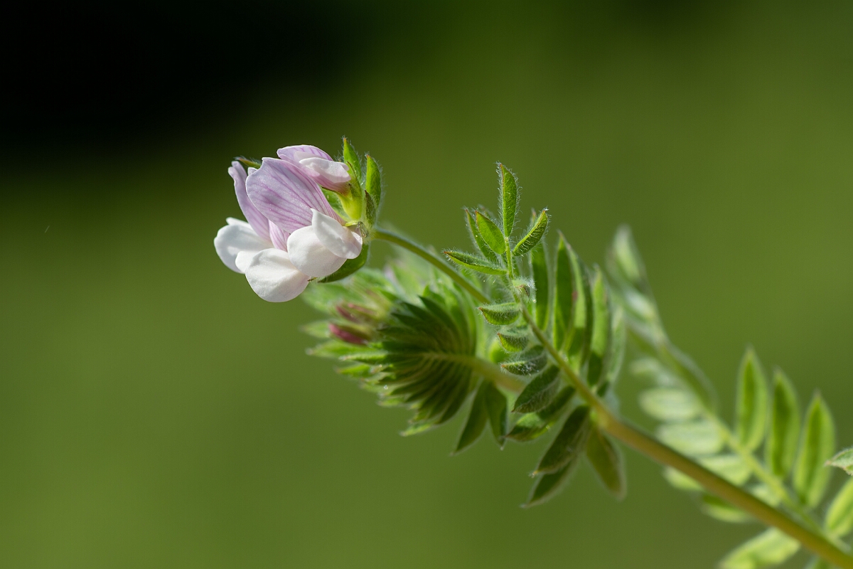David Plant Photography - Wildlife Photography - Serradella - F.jpg - Serradella, Ornithopus sativus, flower head - Norfolk