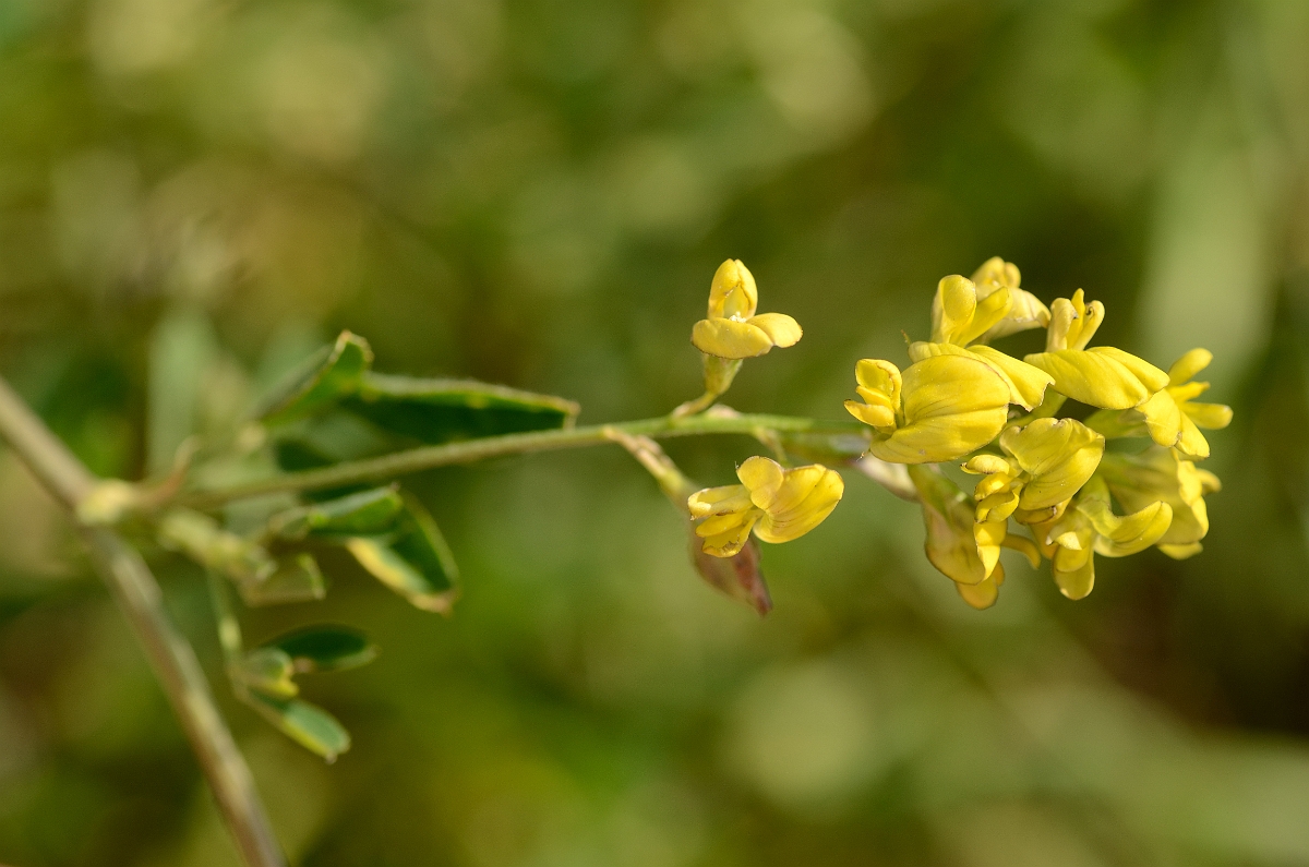 David Plant Photography - Wildlife Photography - Sickle medick - A.jpg - Sickle medick flowers - Norfolk