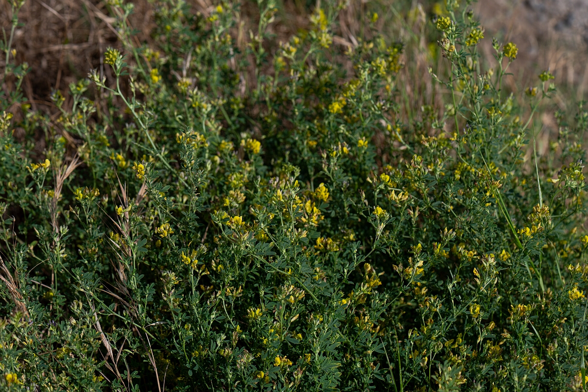 David Plant Photography - Wildlife Photography - Sickle medick - F.jpg - Sickle medick, plant - Suffolk