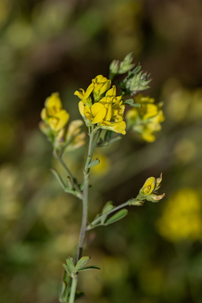 David Plant Photography - Wildlife Photography - Sickle medick - J.jpg - Sickle medick, flowers - Suffolk