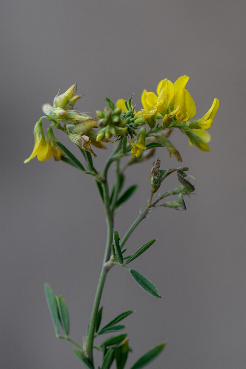 David Plant Photography - Wildlife Photography - Sickle medick - L.jpg - Sickle medick, flowers - Suffolk