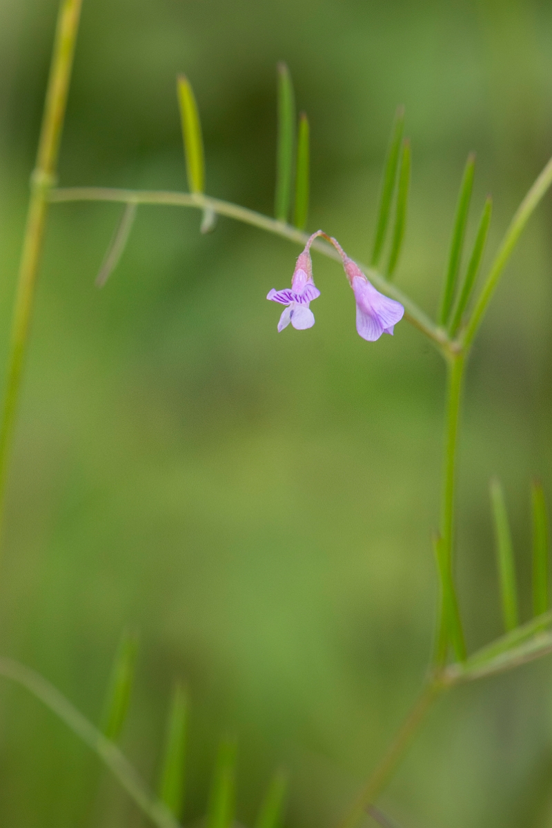 David Plant Photography - Wildlife Photography - Smooth tare - A.jpg - Smooth tare - Kent