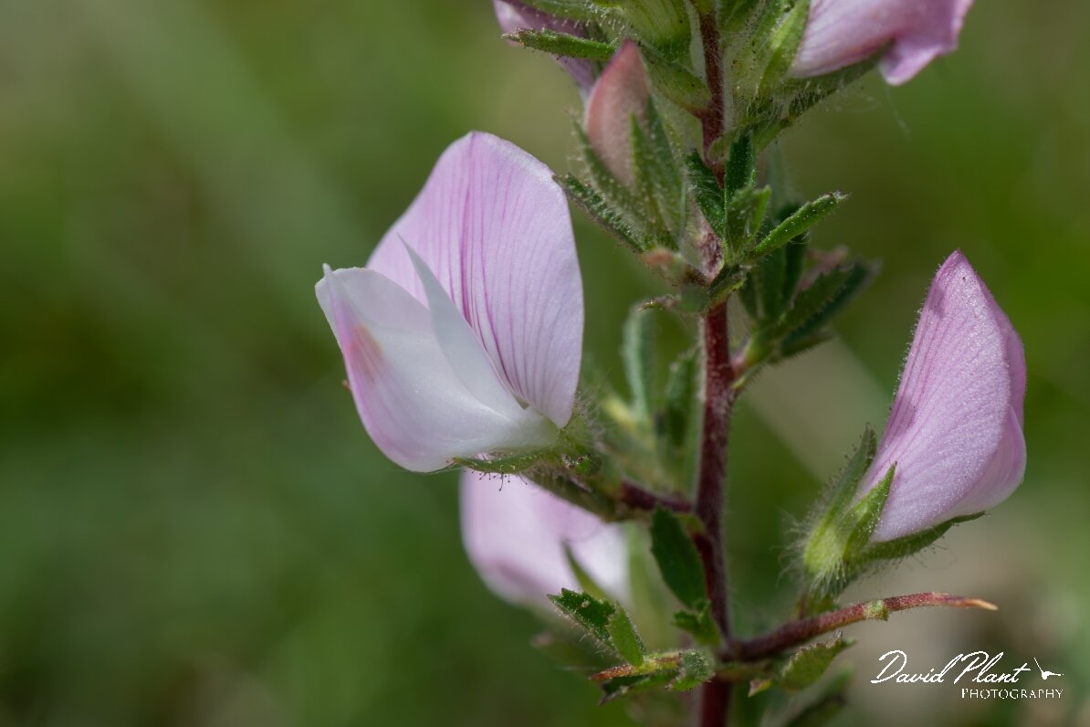 David Plant Photography - Wildlife Photography - Spiny restharrow - B.jpg - Spiny restharrow, Ononis spinosa - Wiltshire