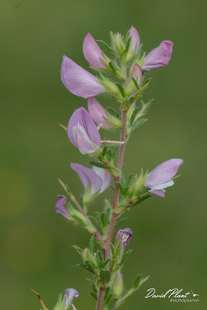 David Plant Photography - Wildlife Photography - Spiny restharrow - C.jpg - Spiny restharrow, Ononis spinosa - Wiltshire