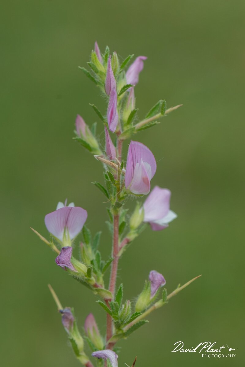 David Plant Photography - Wildlife Photography - Spiny restharrow - D.jpg - Spiny restharrow, Ononis spinosa - Wiltshire