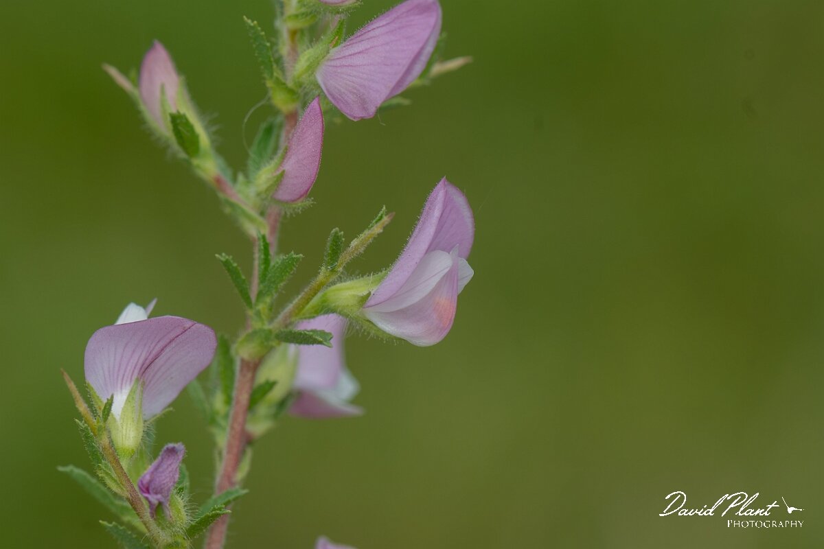 David Plant Photography - Wildlife Photography - Spiny restharrow - E.jpg - Spiny restharrow, Ononis spinosa - Wiltshire