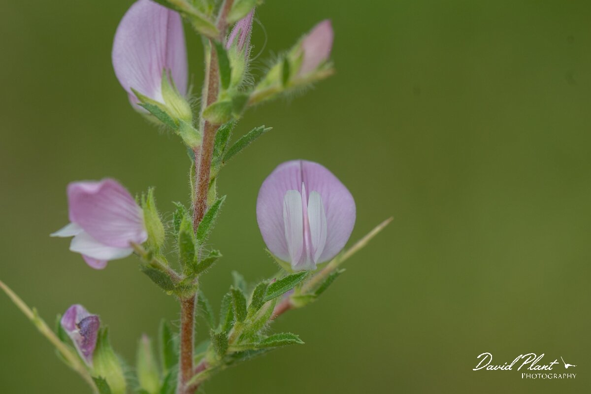 David Plant Photography - Wildlife Photography - Spiny restharrow - F.jpg - Spiny restharrow, Ononis spinosa - Wiltshire