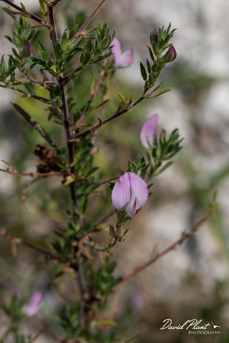 David Plant Photography - Wildlife Photography - Spiny restharrow - H.jpg - Spiny restharrow, Ononis spinosa - Wiltshire