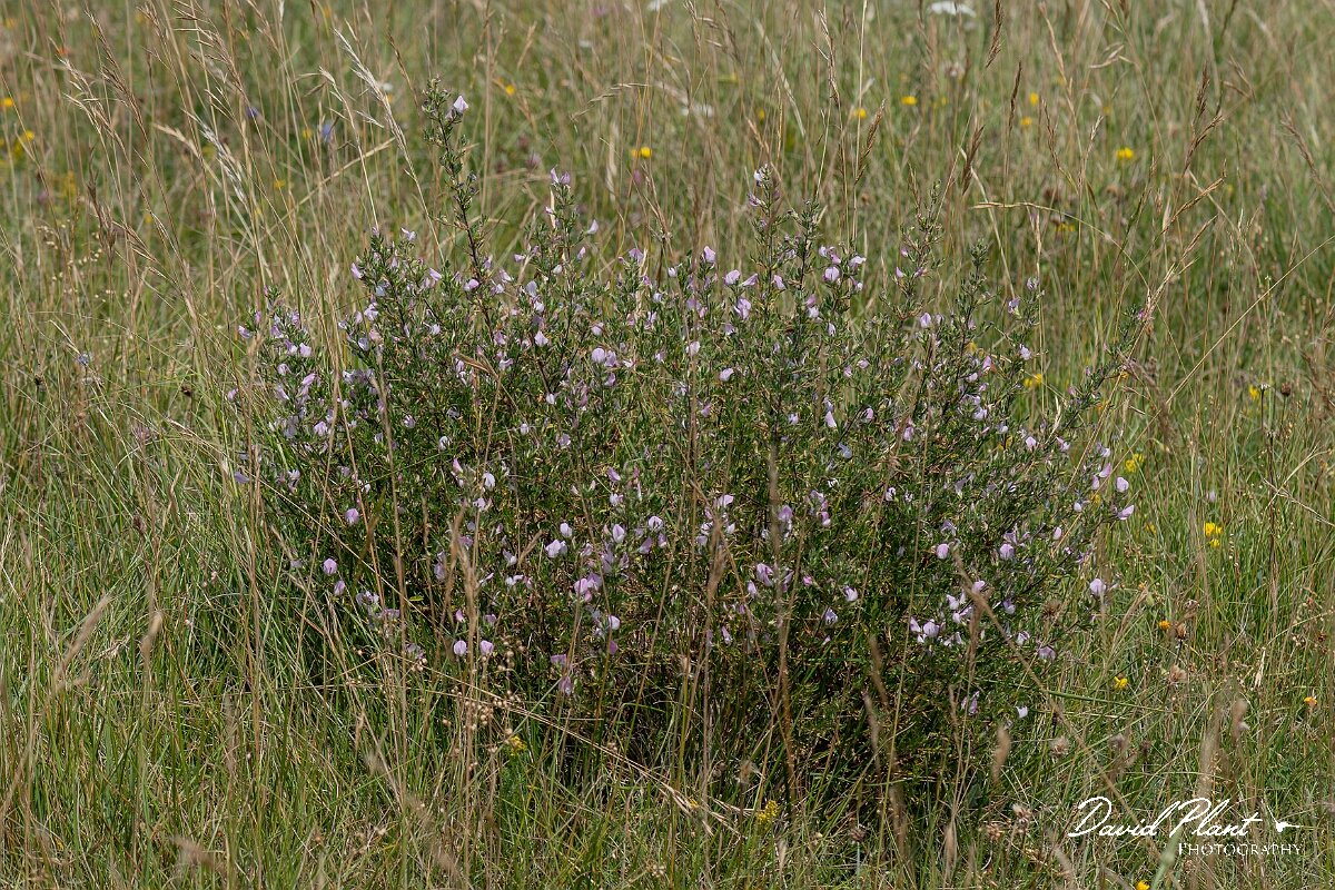 David Plant Photography - Wildlife Photography - Spiny restharrow - I.jpg - Spiny restharrow, Ononis spinosa - Wiltshire