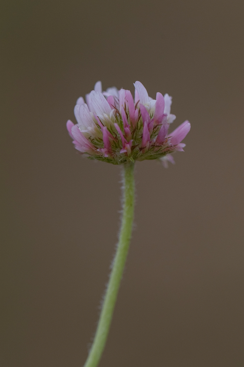 David Plant Photography - Wildlife Photography - Strawberry clover - E.JPG - Strawberry clover - Lincolnshire