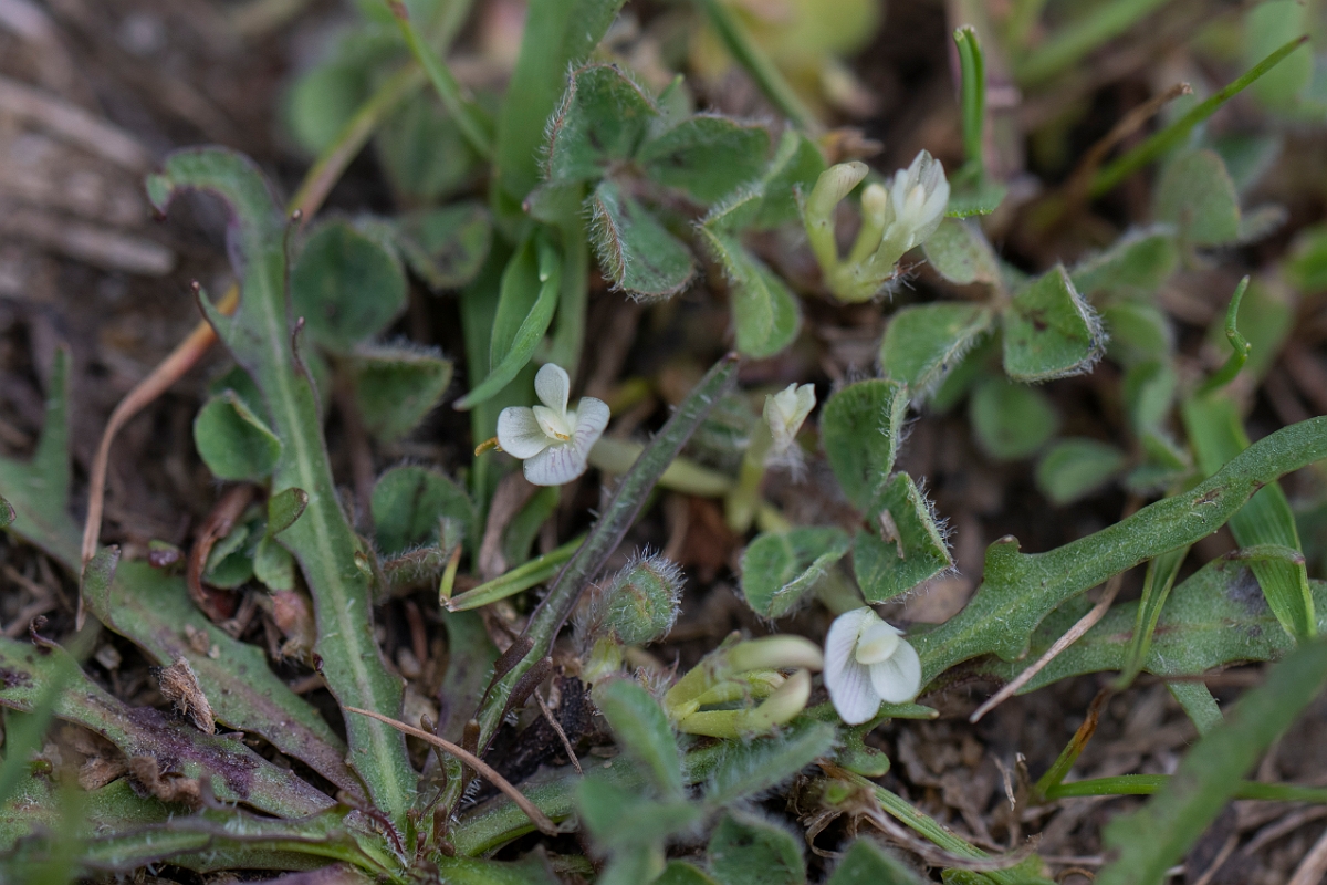 David Plant Photography - Wildlife Photography - Subterranean clover - A.JPG - Subterranean clover - Bedfordshire