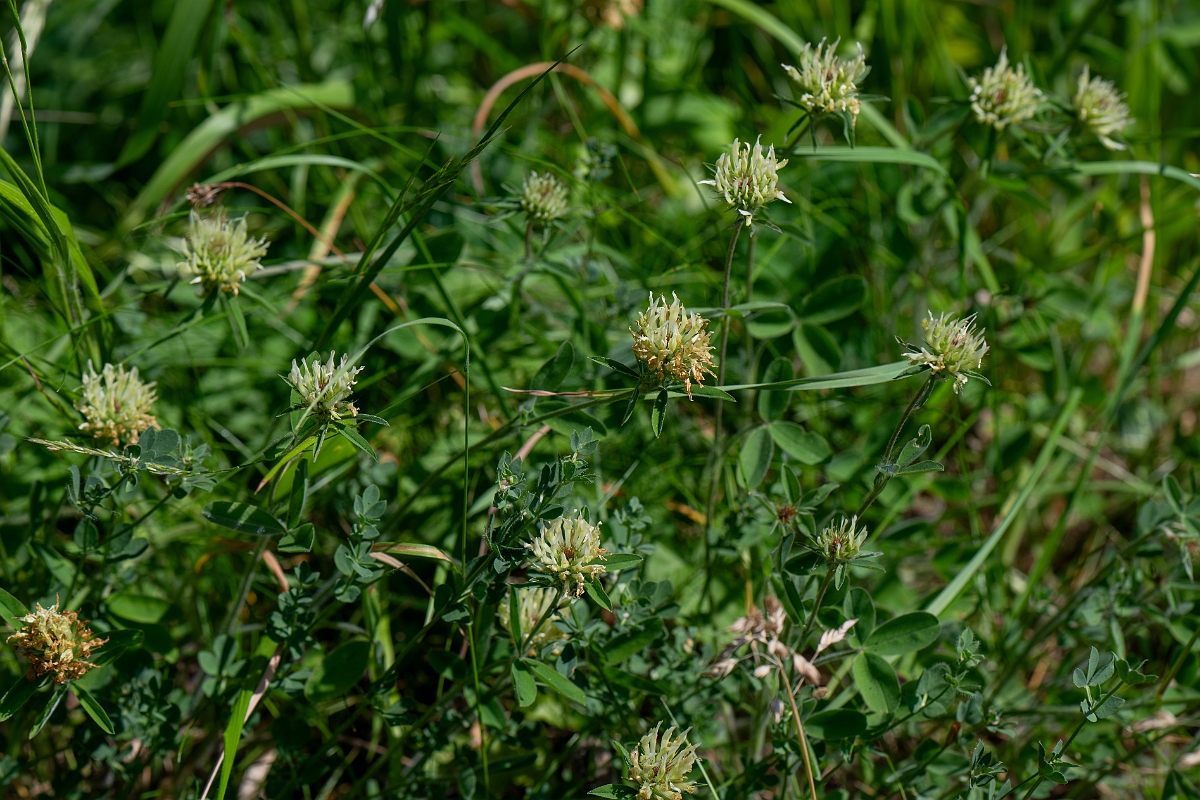 David Plant Photography - Wildlife Photography - Sulphur clover - F.jpg - Sulphur clover - Norfolk