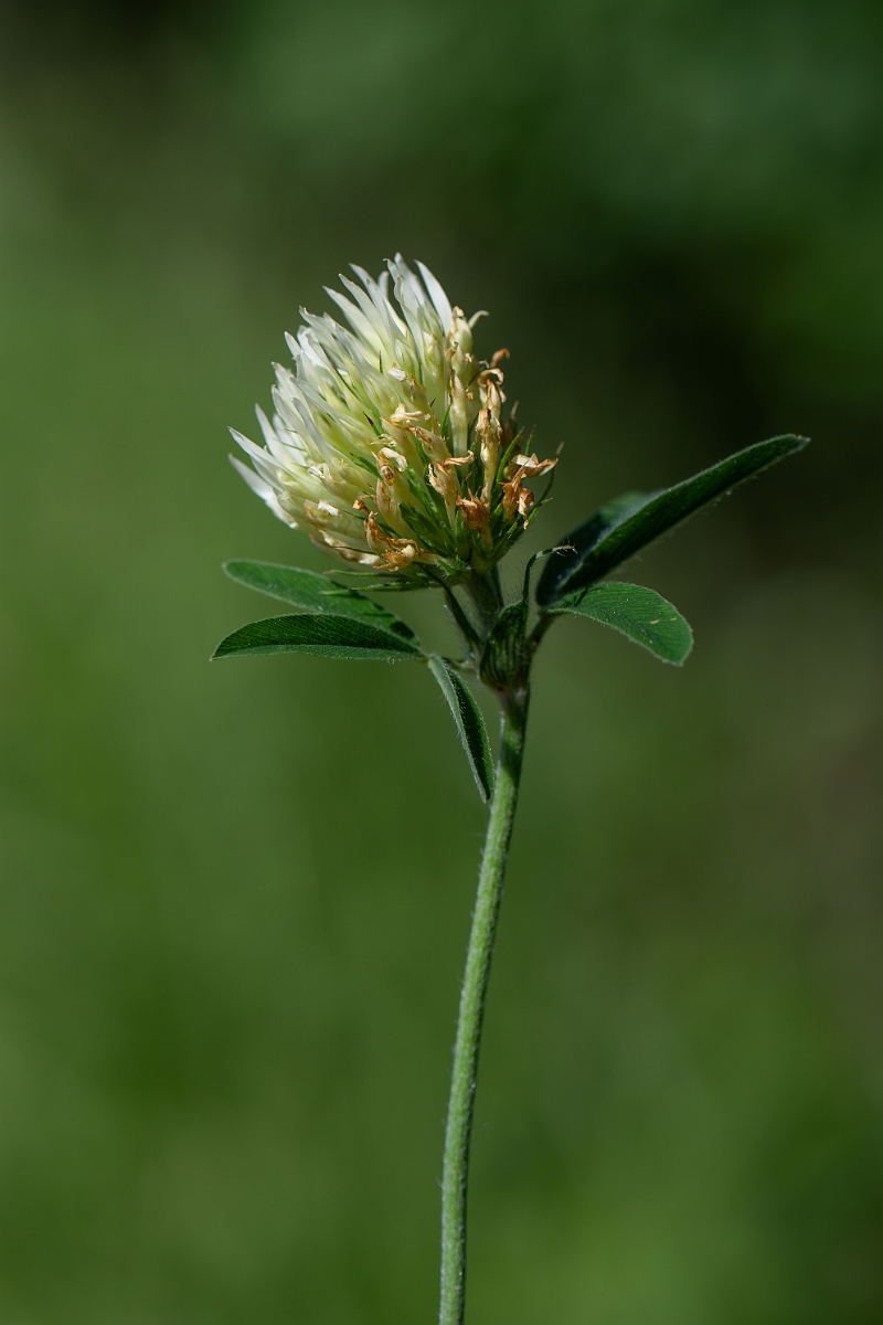 David Plant Photography - Wildlife Photography - Sulphur clover - I.jpg - Sulphur clover - Norfolk