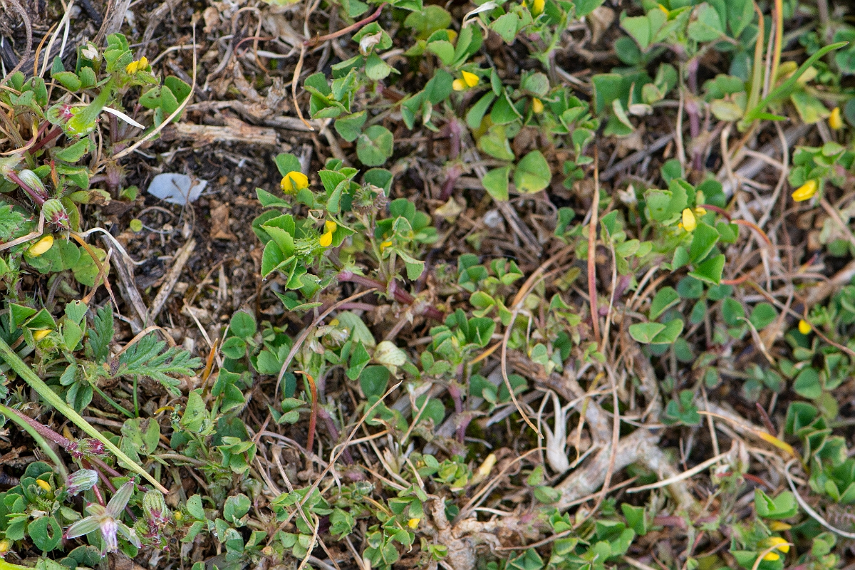 David Plant Photography - Wildlife Photography - Toothed medick - D.JPG - Toothed medick - Suffolk