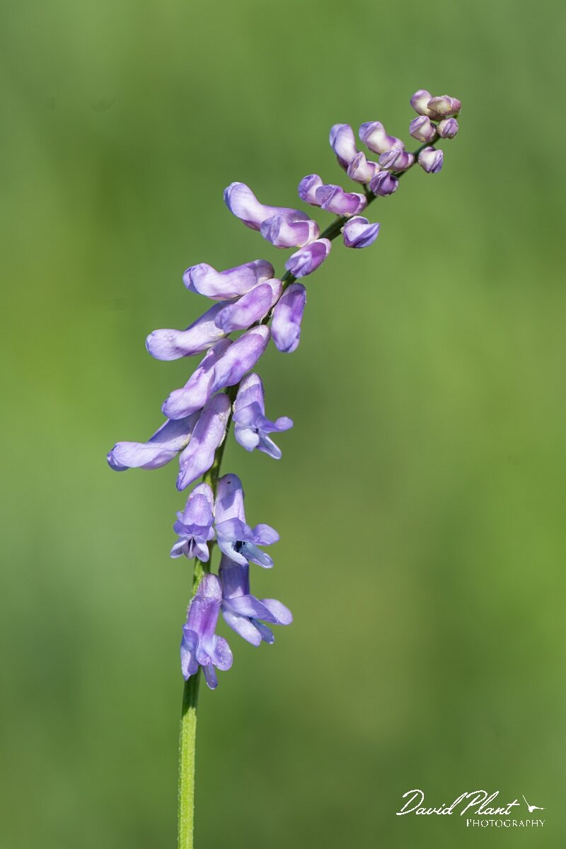 David Plant Photography - Wildlife Photography - Tufted vetch - C.jpg - Tufted vetch, Vicia cracca - North Somerset