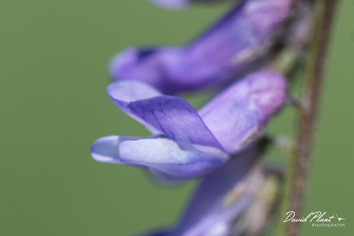 David Plant Photography - Wildlife Photography - Tufted vetch - D.jpg - Tufted vetch, Vicia cracca - North Somerset