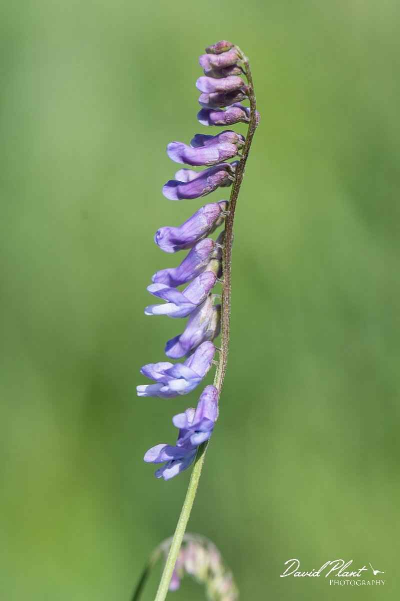 David Plant Photography - Wildlife Photography - Tufted vetch - E.jpg - Tufted vetch, Vicia cracca - North Somerset
