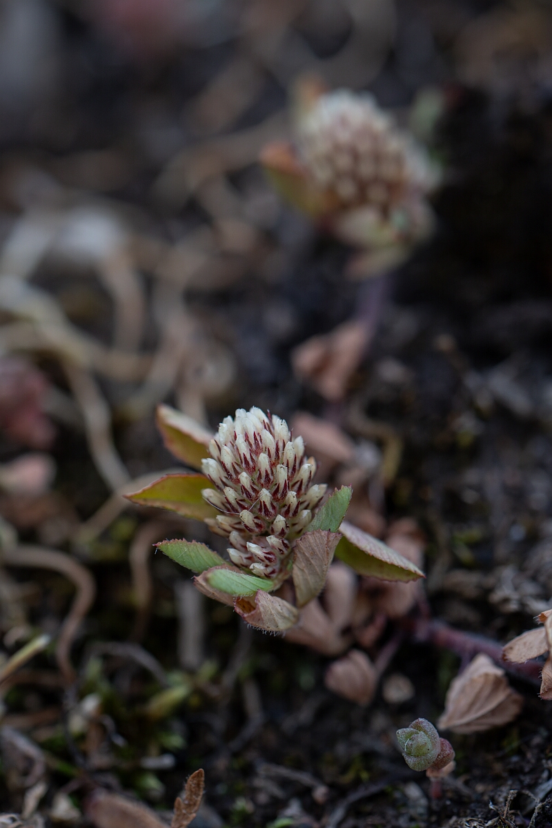 David Plant Photography - Wildlife Photography - Twin-flowered clover - C.jpg - Twin-flowered clover - Cornwall
