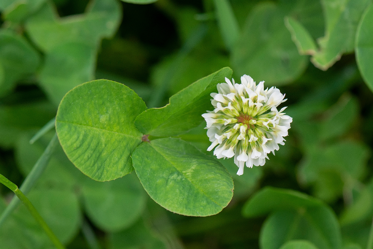 David Plant Photography - Wildlife Photography - White clover - A.JPG - White clover plant - Cambridgeshire