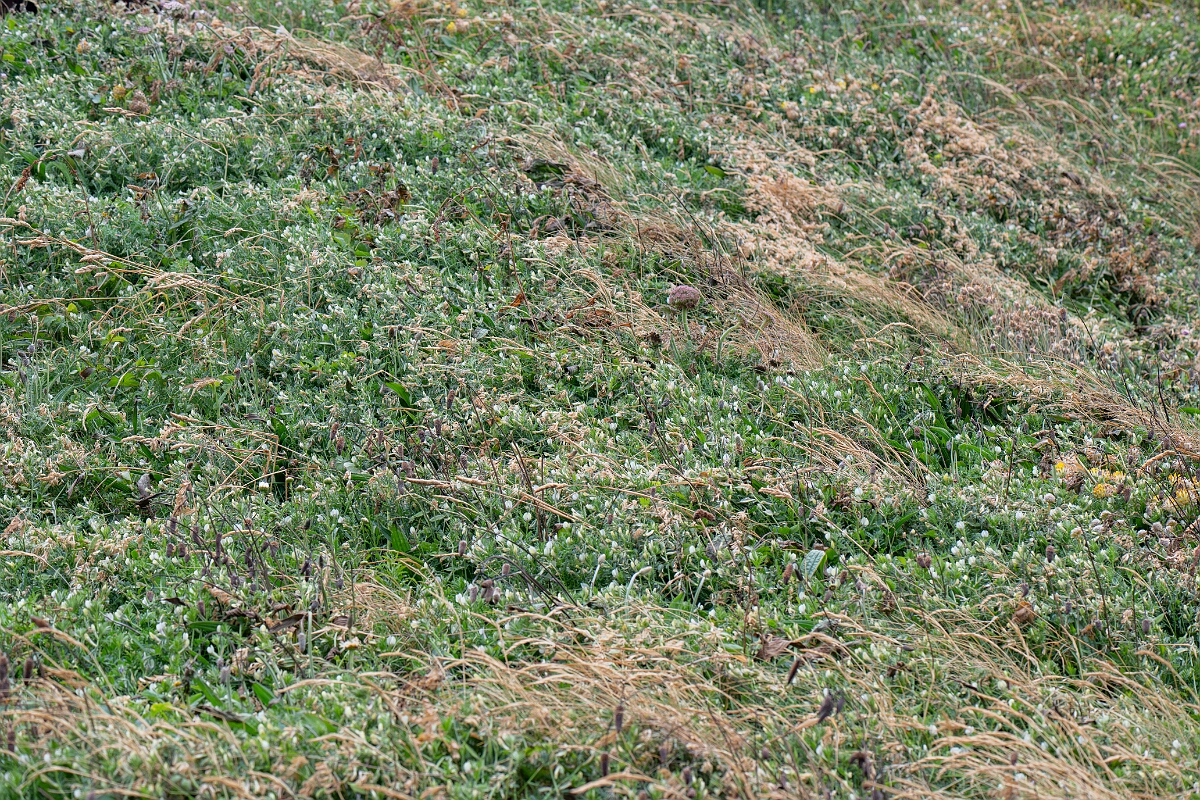 David Plant Photography - Wildlife Photography - Yellow vetch - J.jpg - Yellow vetch - Cornwall