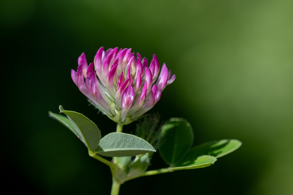 David Plant Photography - Wildlife Photography - Zigzag clover - A.jpg - Zigzag Clover, Trifolium medium - Hampshire