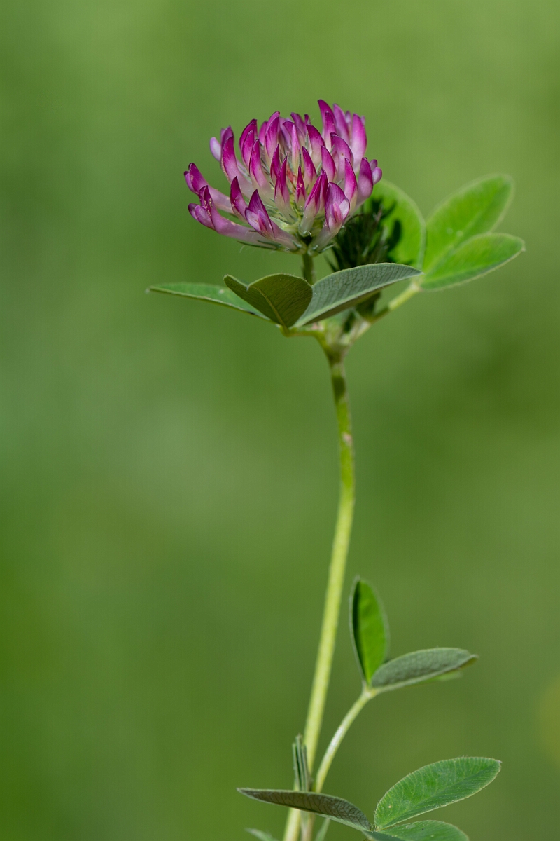 David Plant Photography - Wildlife Photography - Zigzag clover - C.jpg - Zigzag Clover, Trifolium medium - Hampshire