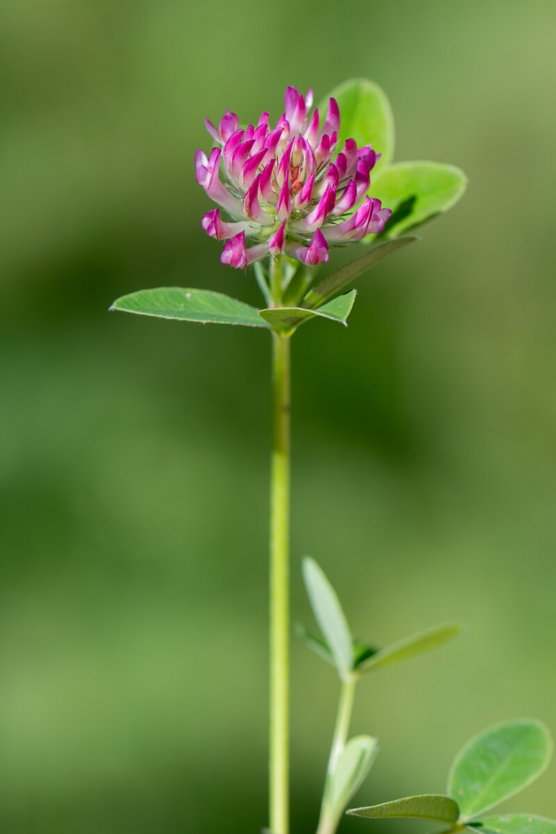David Plant Photography - Wildlife Photography - Zigzag clover - D.jpg - Zigzag Clover, Trifolium medium - Hampshire