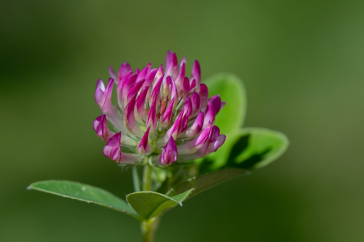David Plant Photography - Wildlife Photography - Zigzag clover - F.jpg - Zigzag Clover, Trifolium medium - Hampshire