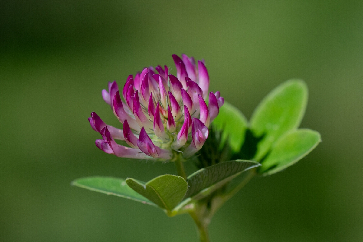 David Plant Photography - Wildlife Photography - Zigzag clover - G.jpg - Zigzag Clover, Trifolium medium - Hampshire