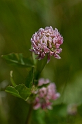 David Plant Photography - Wildlife Photography - Alsike clover - C