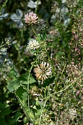 David Plant Photography - Wildlife Photography - Alsike clover - H