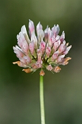 David Plant Photography - Wildlife Photography - Alsike clover - I