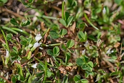 David Plant Photography - Wildlife Photography - Birdsfoot  clover - F