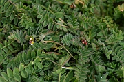 David Plant Photography - Wildlife Photography - Birdsfoot - B