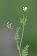 David Plant Photography - Wildlife Photography - Birdsfoot - C