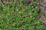 David Plant Photography - Wildlife Photography - Birdsfoot - D