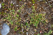 David Plant Photography - Wildlife Photography - Birdsfoot - E