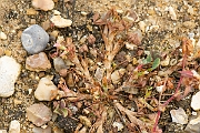 David Plant Photography - Wildlife Photography - Birdsfoot clover - A