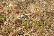 David Plant Photography - Wildlife Photography - Birdsfoot clover - B