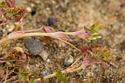 David Plant Photography - Wildlife Photography - Birdsfoot clover - D