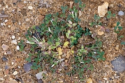 David Plant Photography - Wildlife Photography - Birdsfoot clover - E