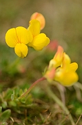 David Plant Photography - Wildlife Photography - Birdsfoot trefoil - C